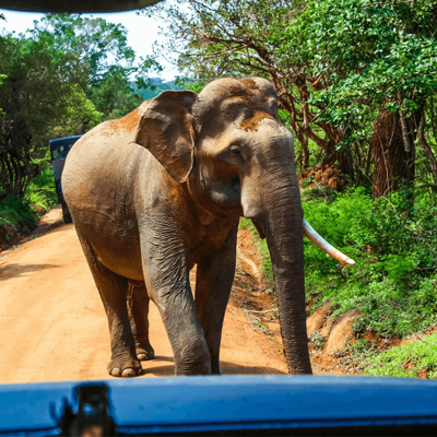 The Wonders of Sri Lanka: From Highlands to Coast with Liz Bishop - Image 3